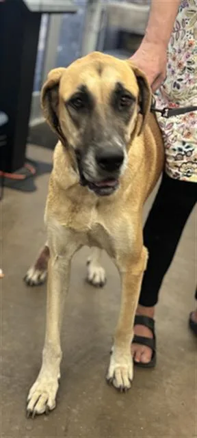 An adult large-sized female Mixed Breed dog named Coco for adoption in Dallas, TX