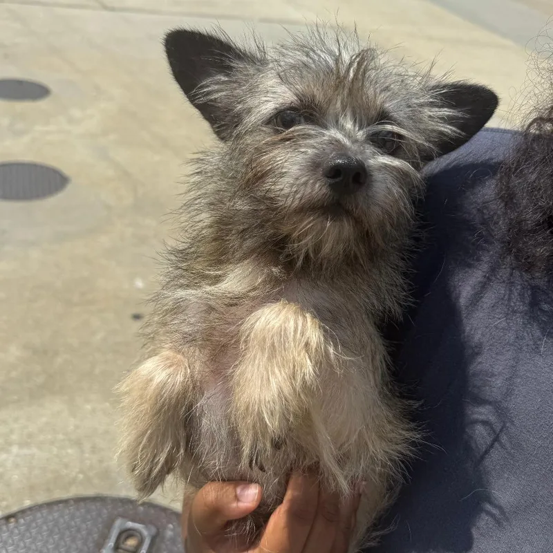 An adult small-sized male Yellow / Tan / Blond / Fawn Mixed Breed dog named Brody for adoption in Columbus, GA