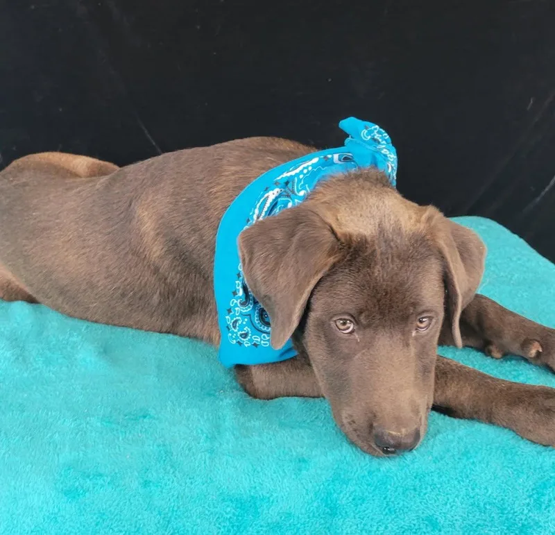 A young medium-sized male Chocolate Labrador Retriever dog named Edison for adoption in Mount Laurel, NJ