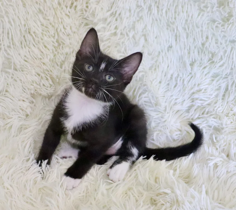 A baby small-sized female Black & White / Tuxedo Tuxedo cat named Short Cake for adoption in Saint Augustine, FL