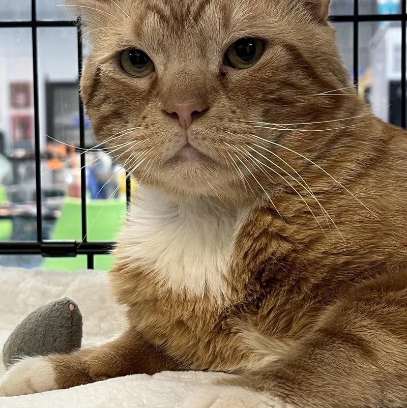 An adult large-sized male Tabby (Orange / Red) Domestic Short Hair cat named Samuel for adoption in Johnston, RI
