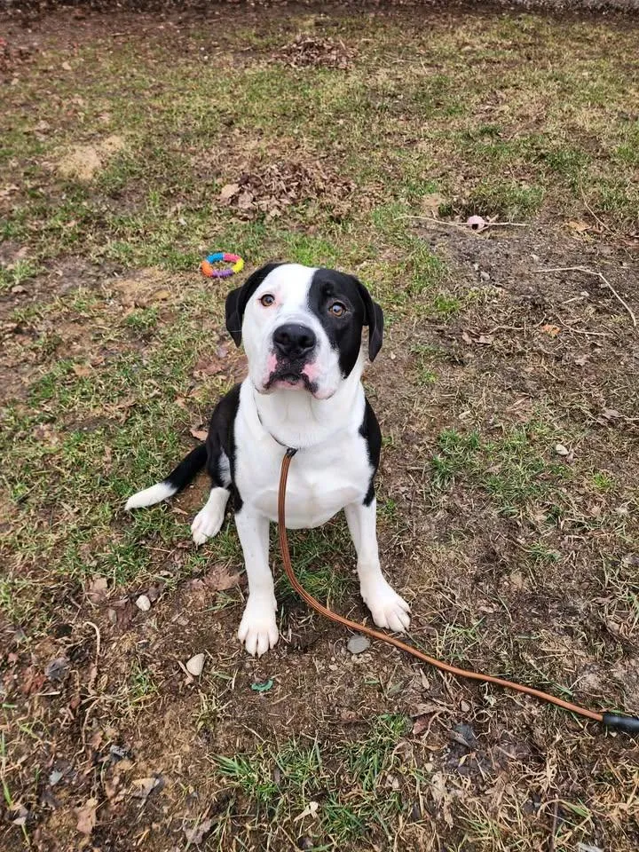 A young medium-sized male Black Pit Bull Terrier dog named Dude for adoption in Reed City, MI