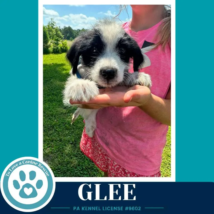 Glee thumbnail 2