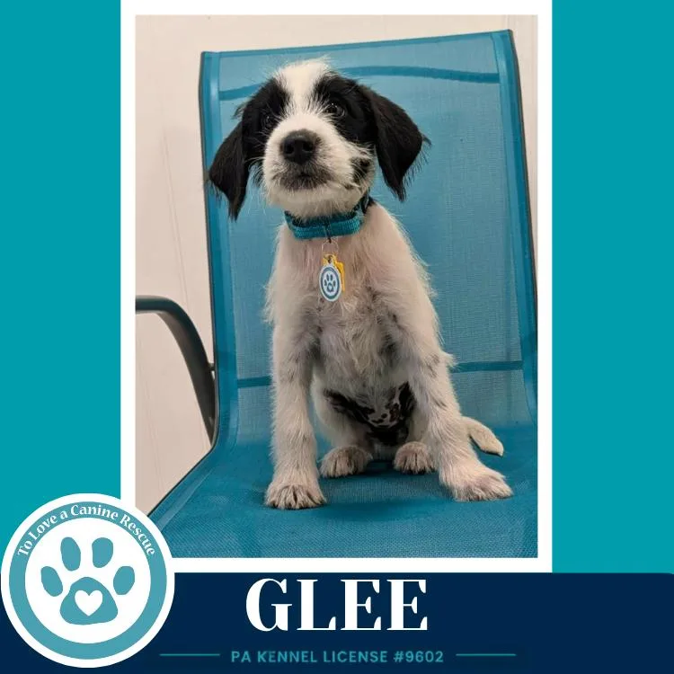 Glee thumbnail 3