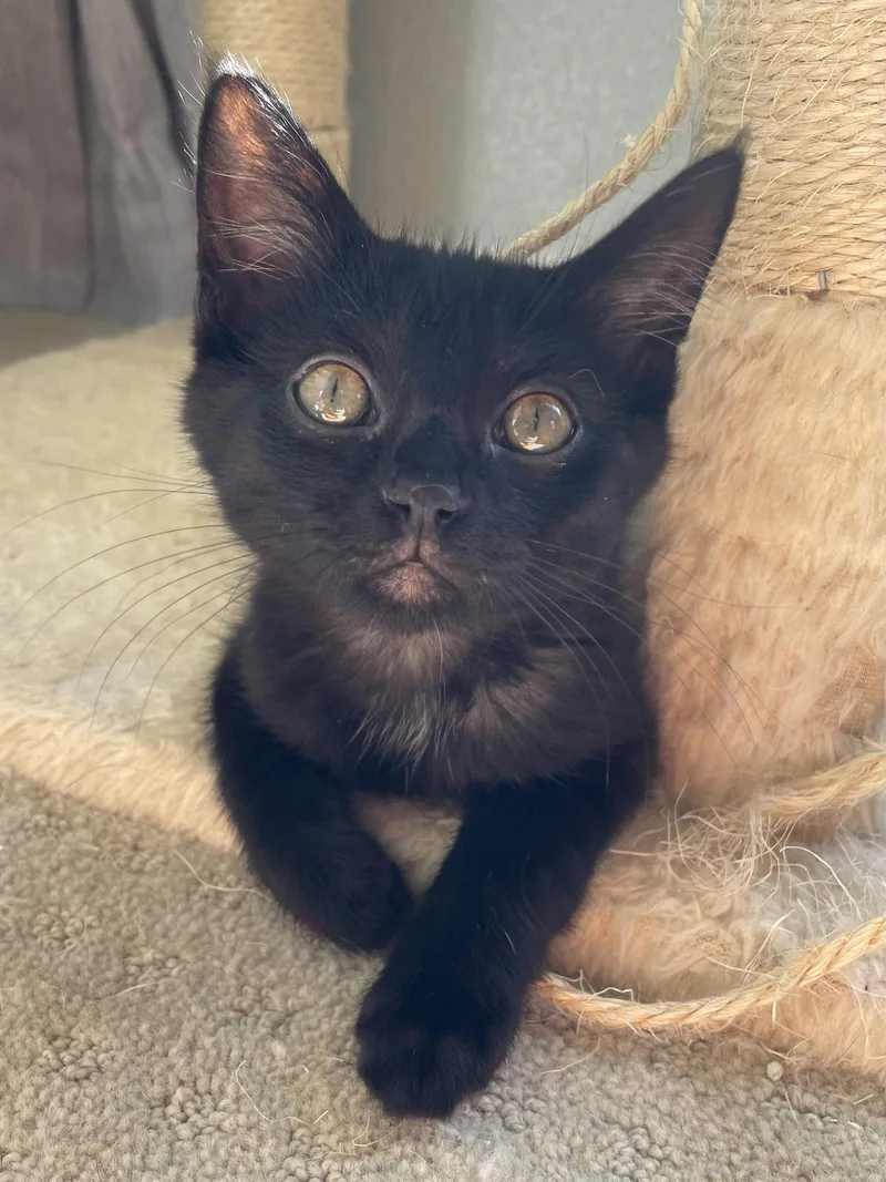 A young medium-sized male Black Domestic Short Hair cat named Turbo + Cruise for adoption in Aurora, CO