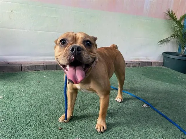 A young medium-sized female French Bulldog dog named Gordi for adoption in Baldwin Park, CA