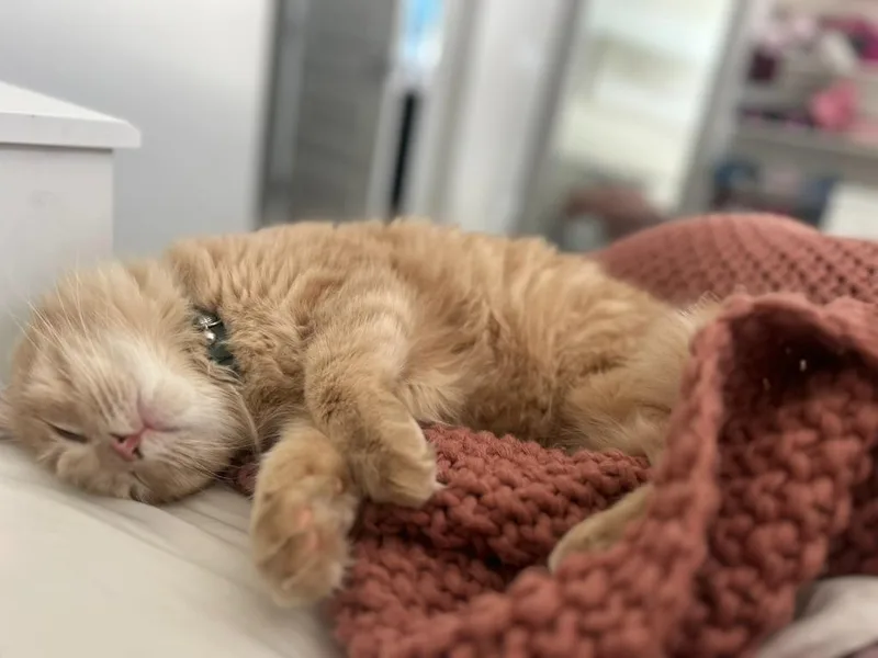 A baby medium-sized male Domestic Long Hair cat named Bennett Burberry for adoption in Miami, OK