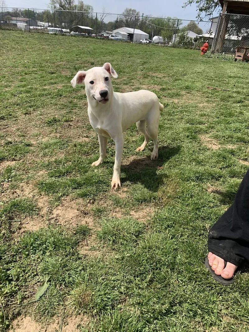 A young medium-sized male Pit Bull Terrier dog named Casper for adoption in Fairfield, IL