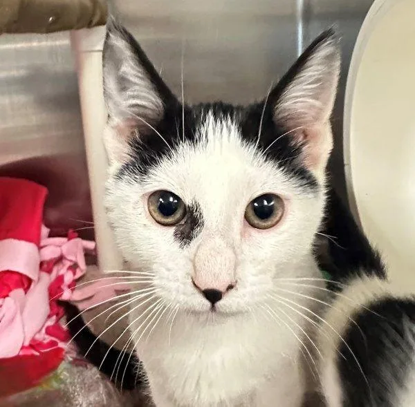 A baby small-sized female Domestic Short Hair cat named Shorty for adoption in Walnut Creek, CA