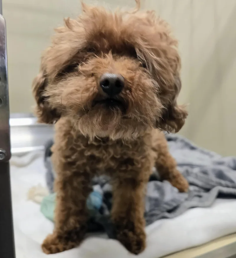 An adult small-sized male Apricot / Beige Poodle (Toy) dog named 26-202 for adoption in Amityville, NY