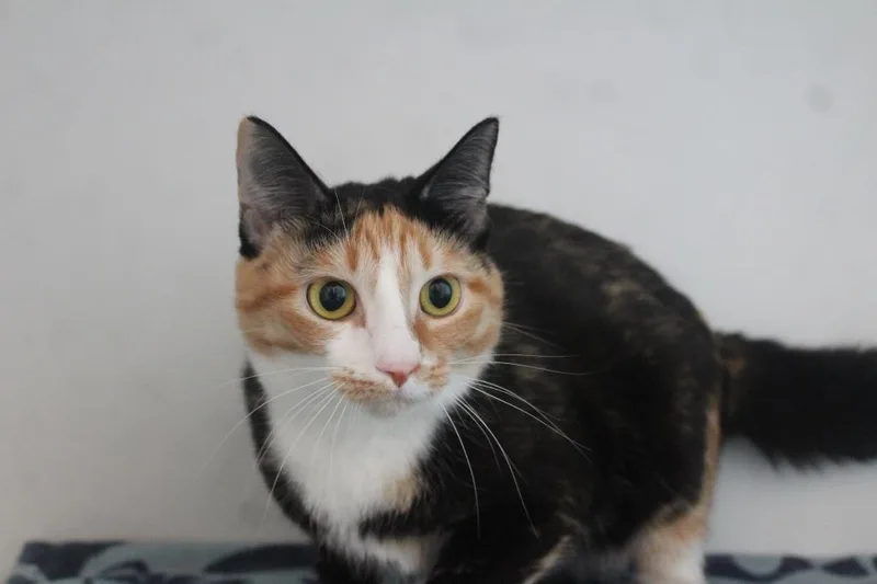 A young medium-sized female Calico Domestic Short Hair cat named Merida for adoption in Chestertown, MD