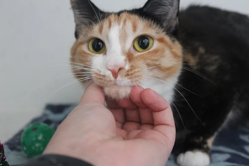 Merida thumbnail 3