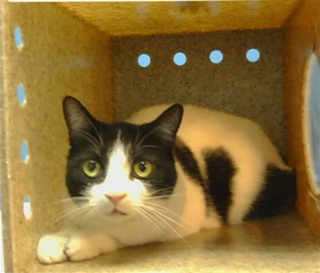 An adult large-sized male Domestic Short Hair cat named Diego for adoption in Gardena, CA
