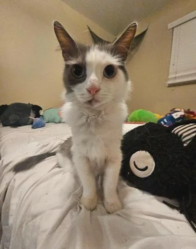 An adult medium-sized male Gray & White Domestic Medium Hair cat named Todd for adoption in Liverpool, TX
