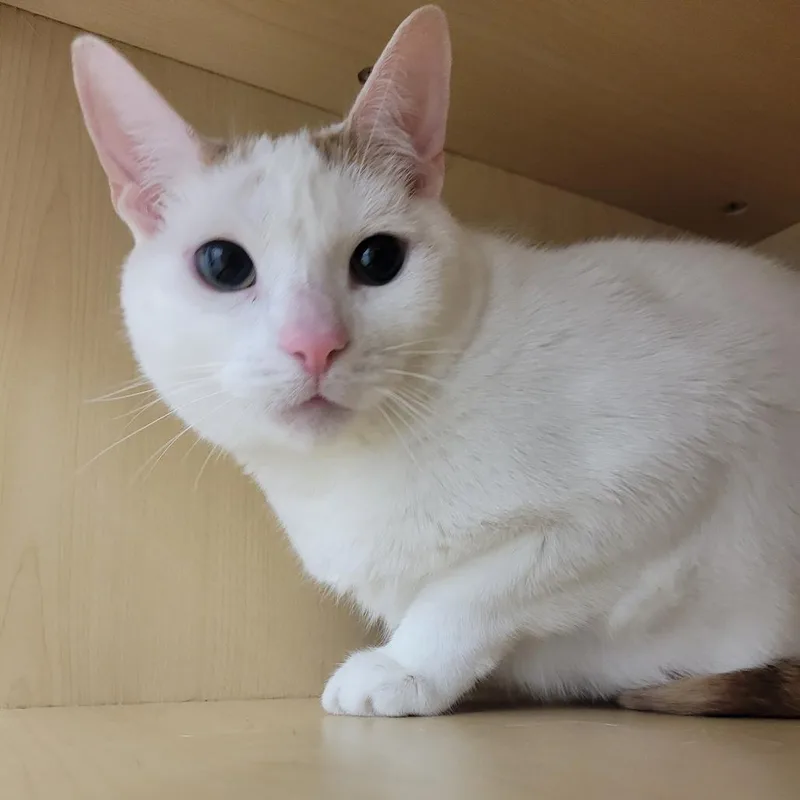 An adult medium-sized male White Turkish Van cat named SteveAmes @ Pawz Pet for adoption in Carmel, IN