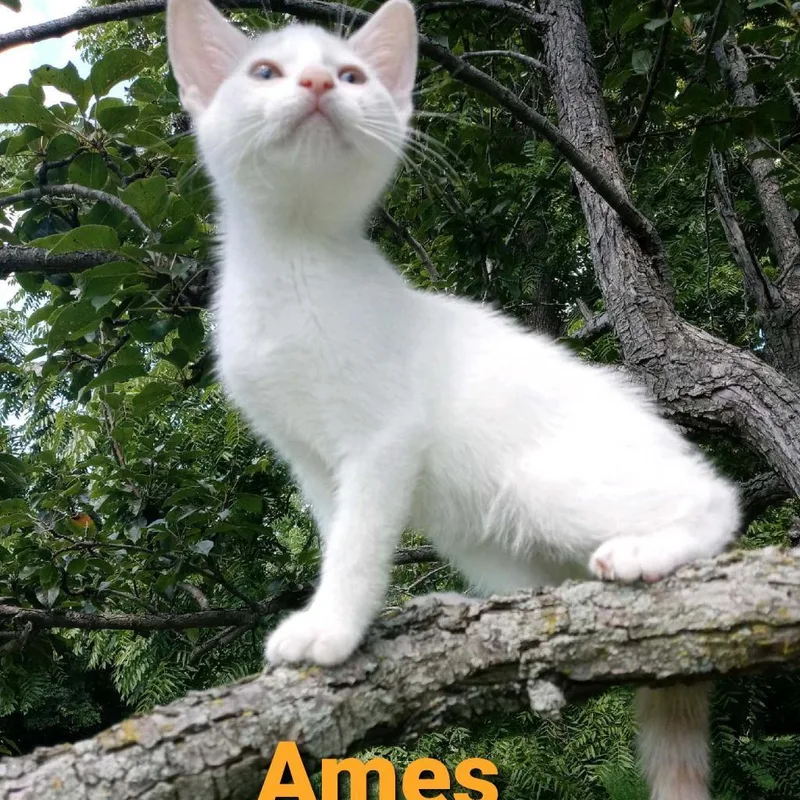 SteveAmes @ Pawz Pet thumbnail 2