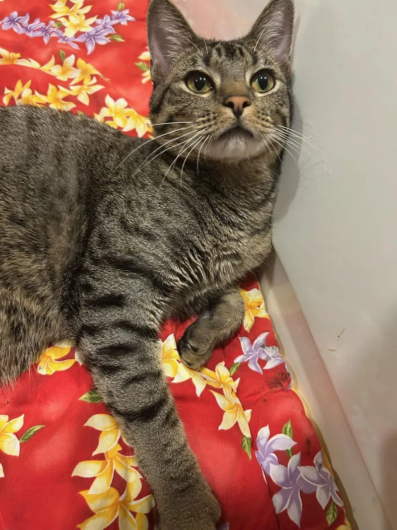 Thomasina thumbnail 2