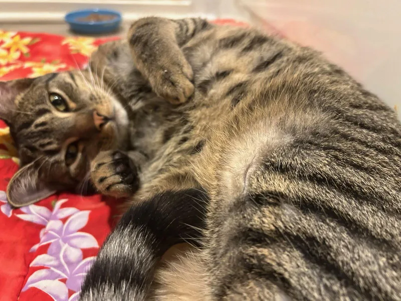 Thomasina thumbnail 3