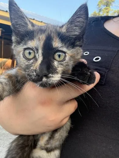 A baby small-sized female Tortoiseshell Domestic Medium Hair cat named Willow for adoption in Liverpool, TX