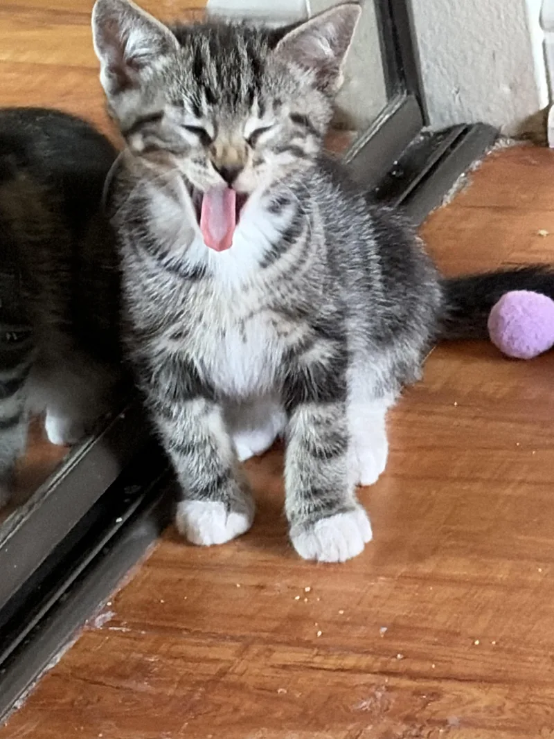 A young small-sized male Domestic Short Hair cat named Boots for adoption in Fullerton, CA