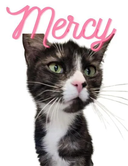 An adult large-sized female Domestic Short Hair cat named Mercy for adoption in Columbus, IN