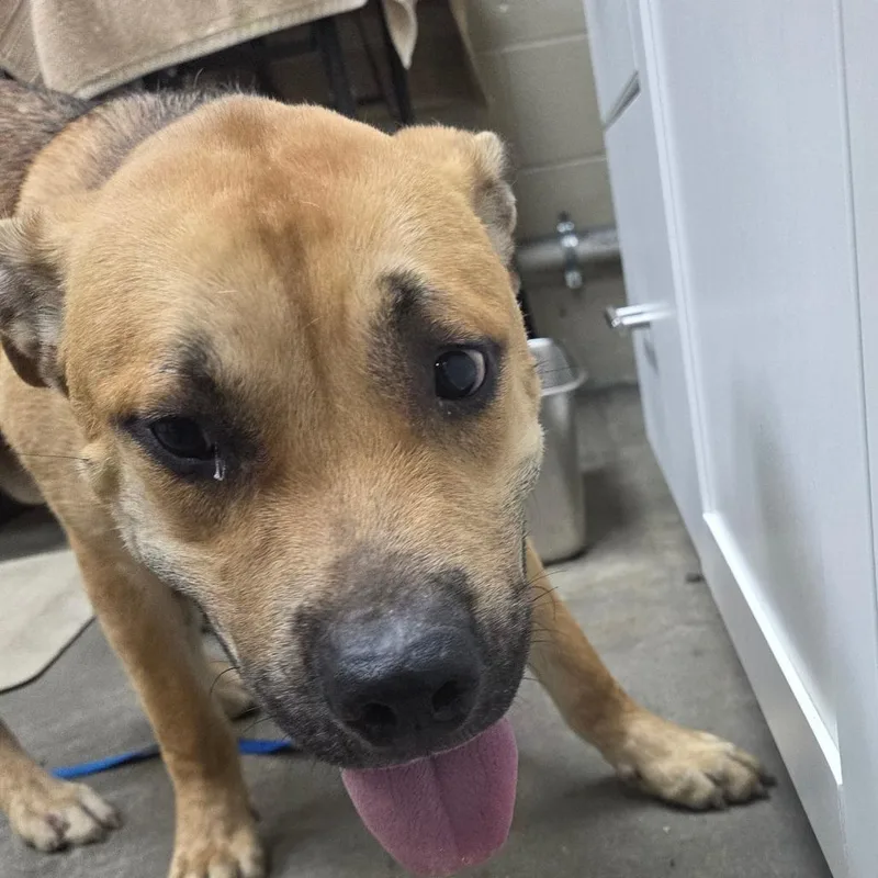An adult medium-sized male Yellow / Tan / Blond / Fawn Yellow Labrador Retriever dog named Poncho for adoption in Madisonville, KY