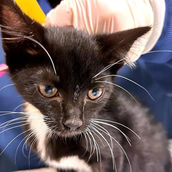 A baby small-sized female Domestic Medium Hair cat named Poltergeist for adoption in Woodinville, WA