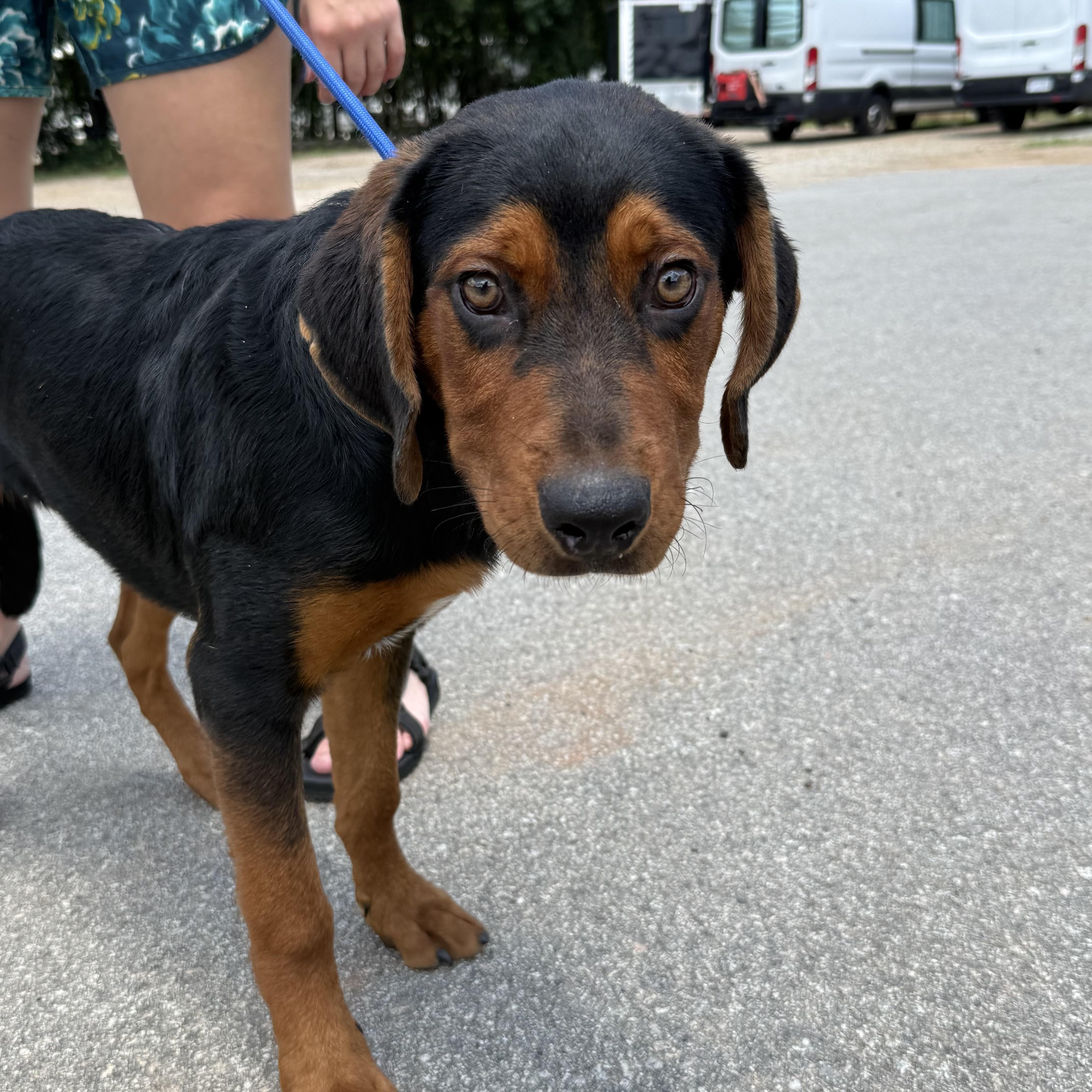 A young medium-sized male Black Mixed Breed dog named Larry Lobster for adoption in Columbia, SC