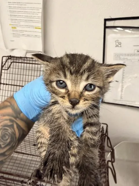 A baby small-sized female Domestic Short Hair cat named A for adoption in San Bernardino, CA
