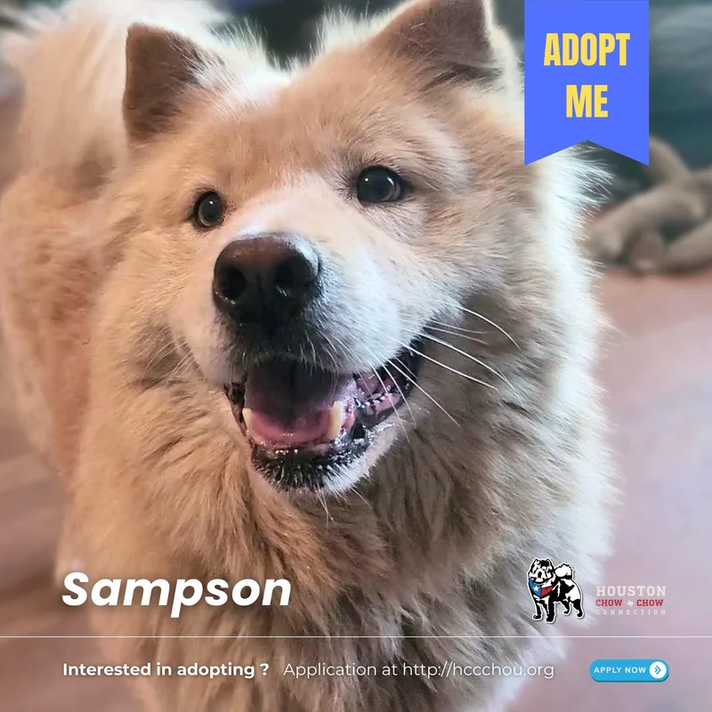 Sampson thumbnail 3