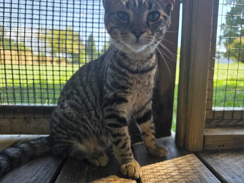 A baby medium-sized male Tabby (Brown / Chocolate) Tabby cat named Spotify for adoption in Richmond, VA