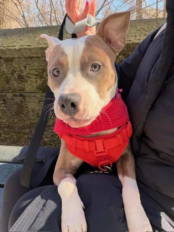 Petunia Honey thumbnail 2