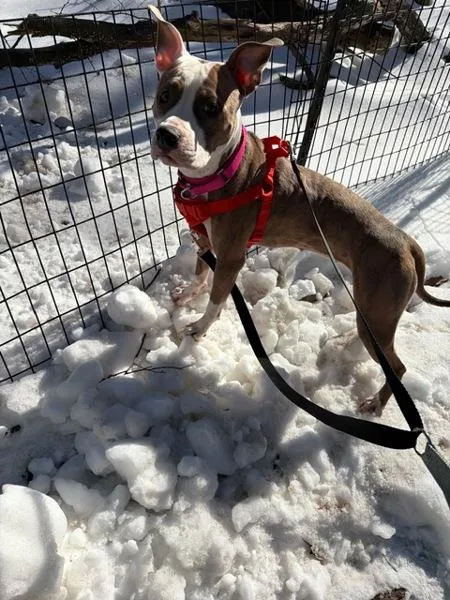 Petunia Honey thumbnail 3