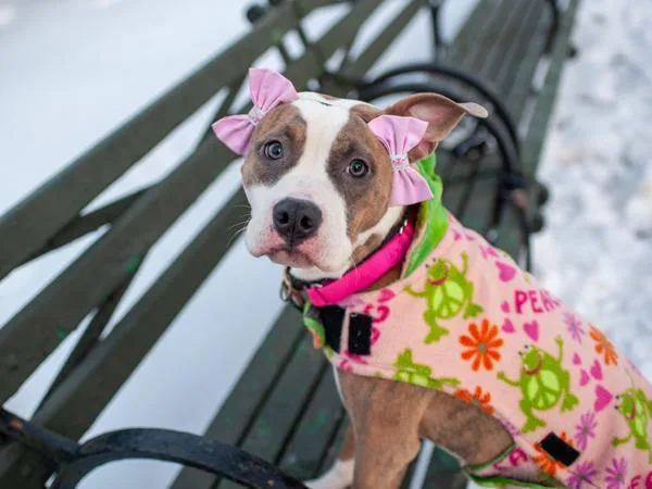 Petunia Honey thumbnail 4