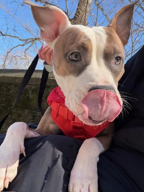 Petunia Honey thumbnail 5