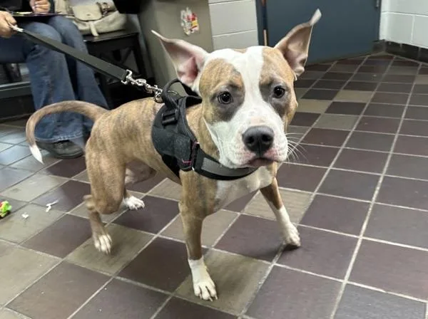 Petunia Honey thumbnail 6