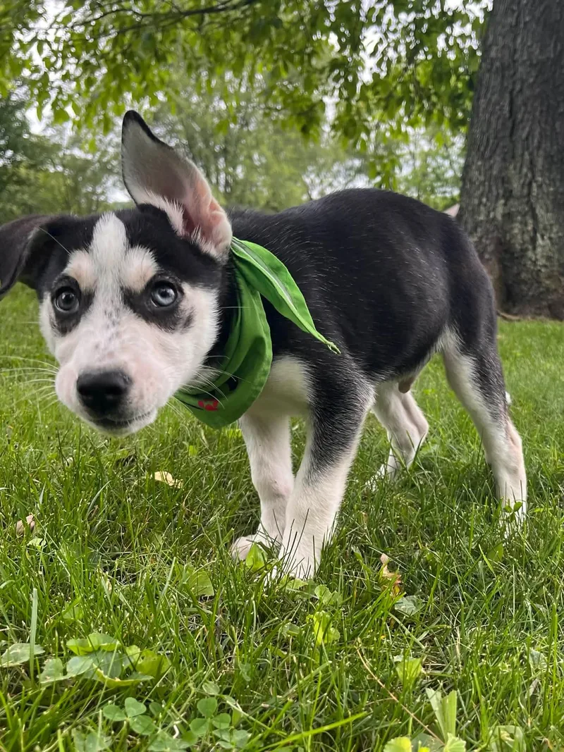 Sid
