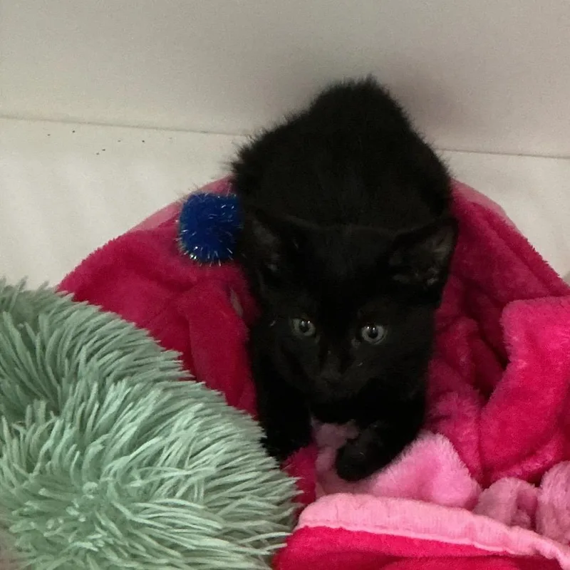 A baby small-sized male Black Domestic Short Hair cat named Blackjack Sparrow for adoption in Elizabeth City, NC