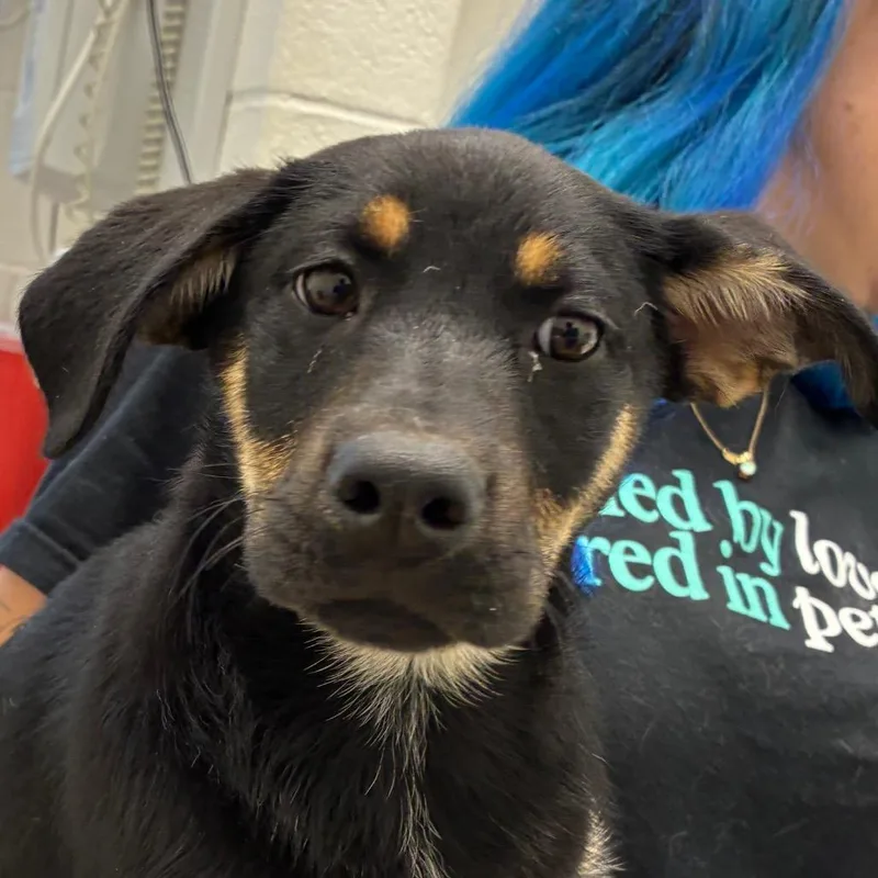 A baby small-sized female Black Shepherd dog named Gina for adoption in Corpus Christi, TX