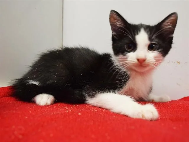 A baby small-sized male Domestic Short Hair cat named Starburst for adoption in Sacramento, CA