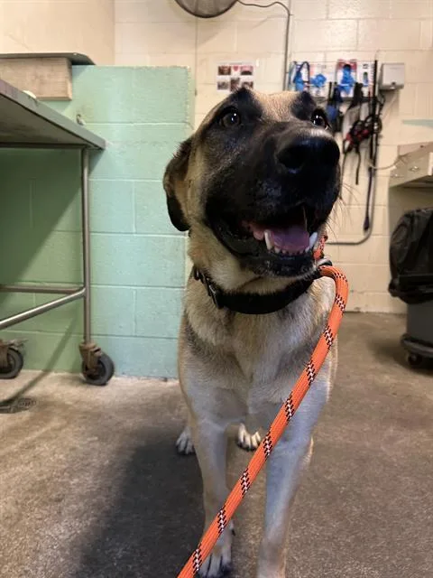 An adult small-sized female German Shepherd Dog dog named Raja for adoption in Sacramento, CA