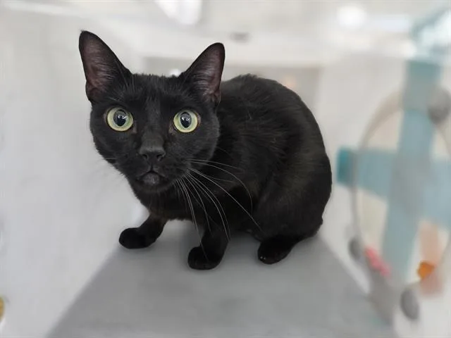 An adult medium-sized female Domestic Short Hair cat named Vegere for adoption in Dallas, TX