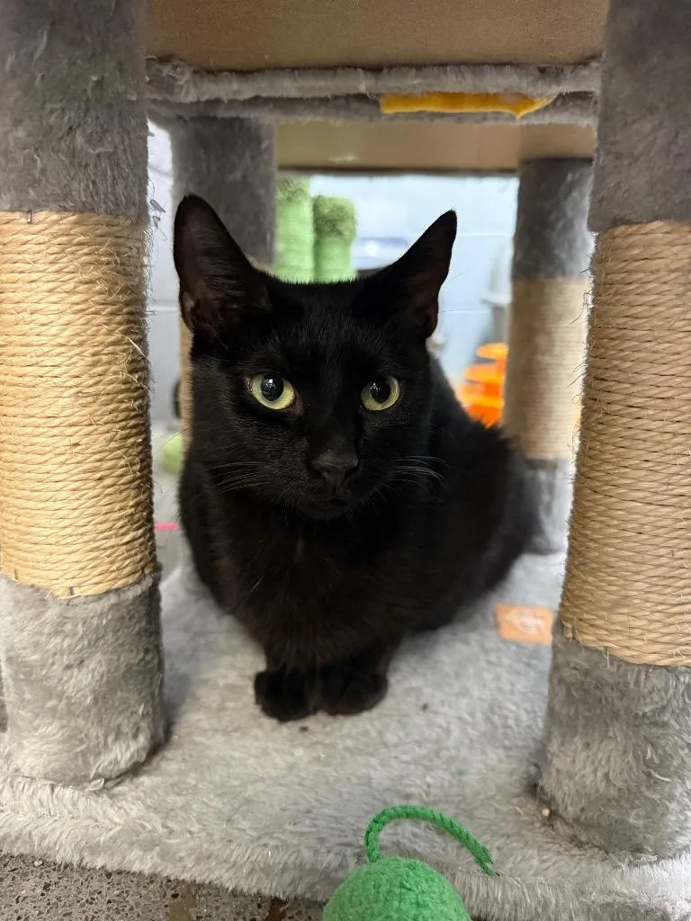 A young medium-sized female Domestic Short Hair cat named Montgomery for adoption in Johnson City, TN