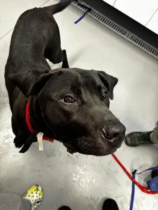 A baby large-sized male Mixed Breed dog named Festive for adoption in West Chester, PA