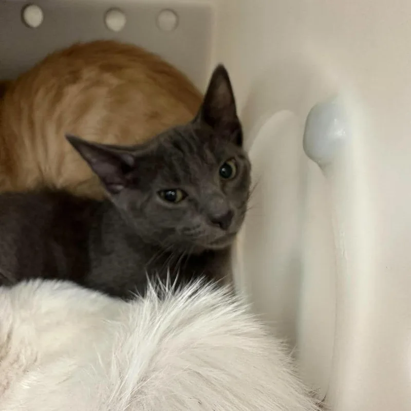 A baby small-sized male Gray / Blue / Silver Domestic Short Hair cat named Shadow for adoption in Bastrop, TX