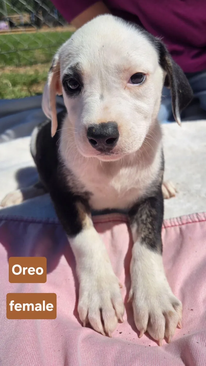 Oreo   $ thumbnail 5