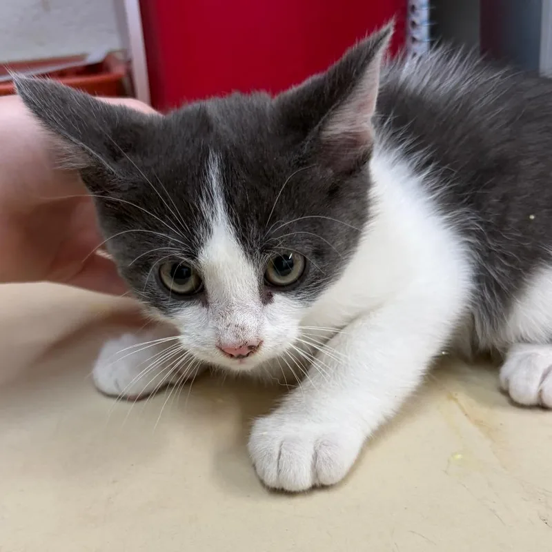 A baby small-sized male Gray / Blue / Silver Domestic Short Hair cat named Biscuit for adoption in Ardmore, OK