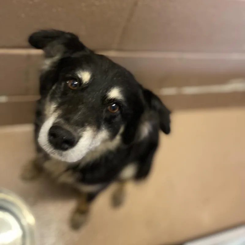 Pumpernickel thumbnail 2