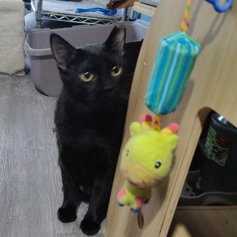 A young medium-sized female Black Domestic Short Hair cat named Sarah for adoption in Ionia, MI
