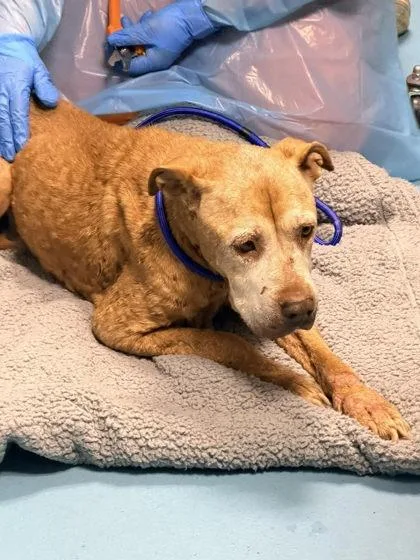 A senior large-sized female Mixed Breed dog named Hashbrown for adoption in Hobart, IN
